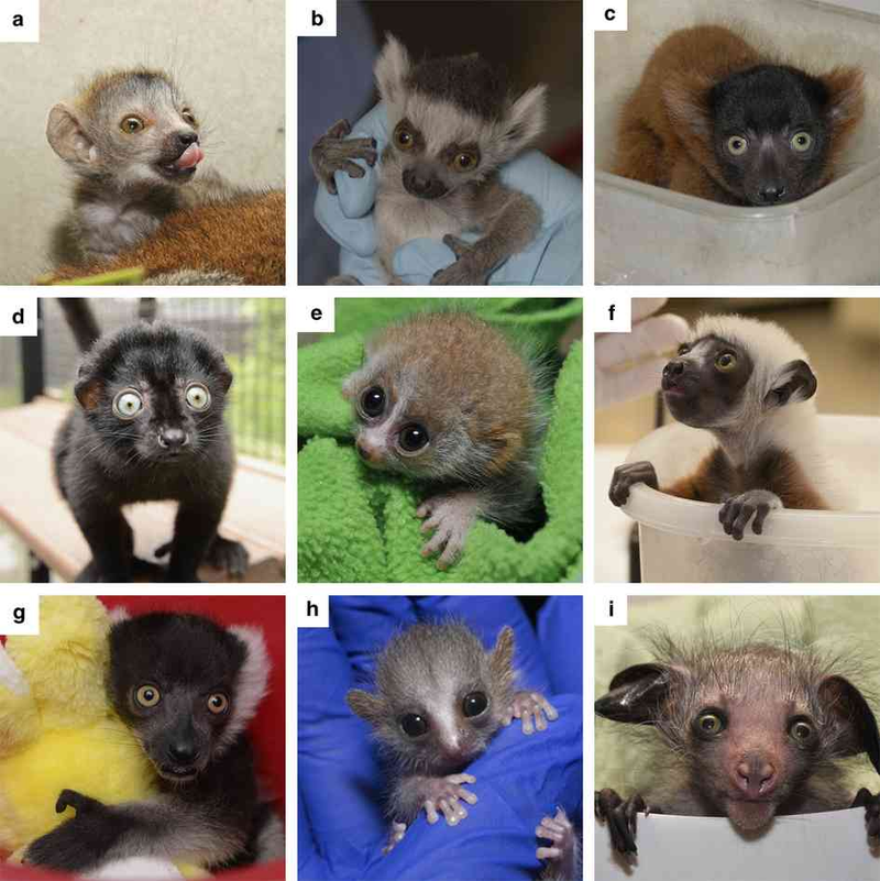 Illustration for article titled We'll Never Be Able To Collect Data This In-Depth On Lemurs Ever Again